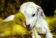 New Zealand Sets The Precedent By Legally Recognising Animals As Sentient Beings