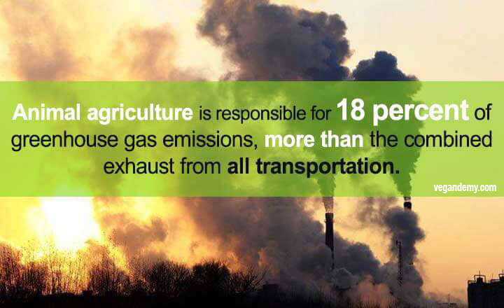 Greenhouse Gas Emissions From Livestock - Vegandemy